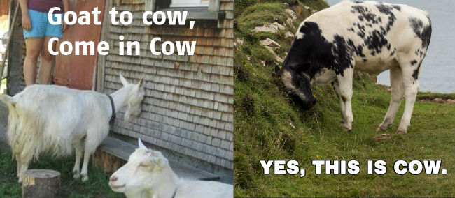 Cow, come in cow